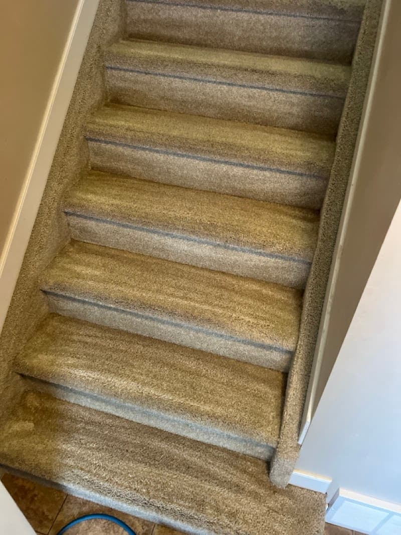 Power Carpet Cleaning in Edmonton