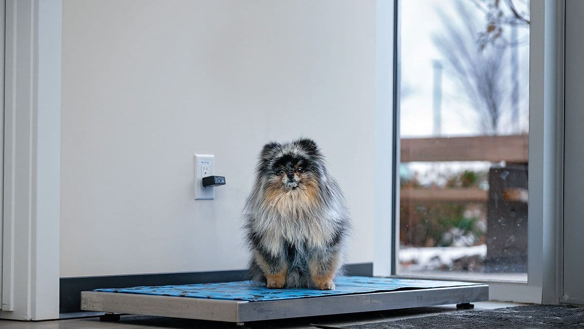 Albany Veterinary Clinic in Castle Downs, Edmonton