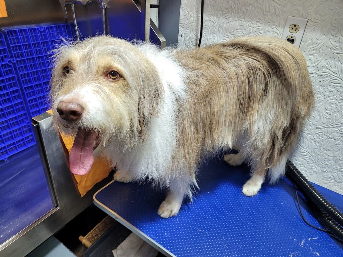 Buddylicious Dog Spa in North Edmonton