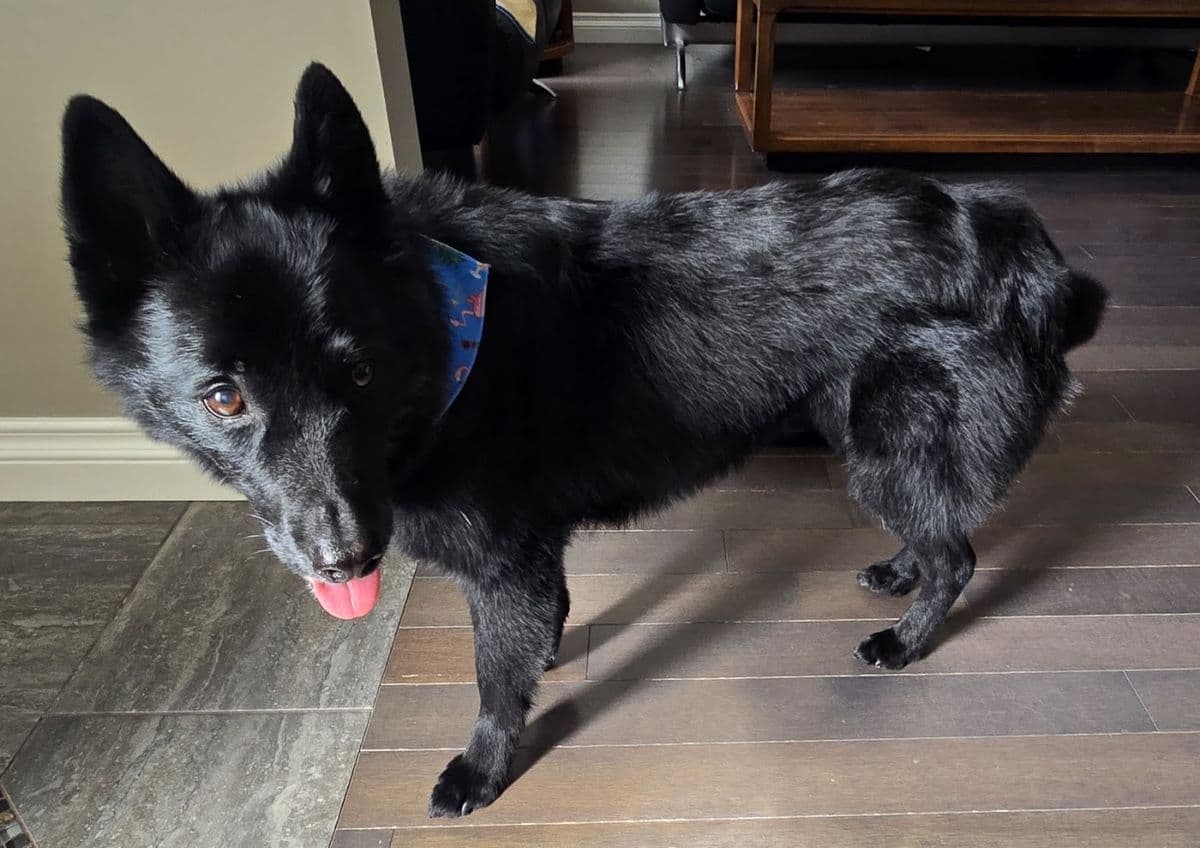 Buddy's Pet Grooming & Spa in Windermere, Edmonton
