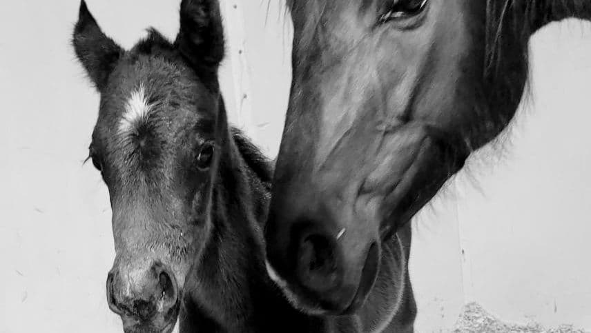 Delaney Veterinary Services in Sherwood Park, AB