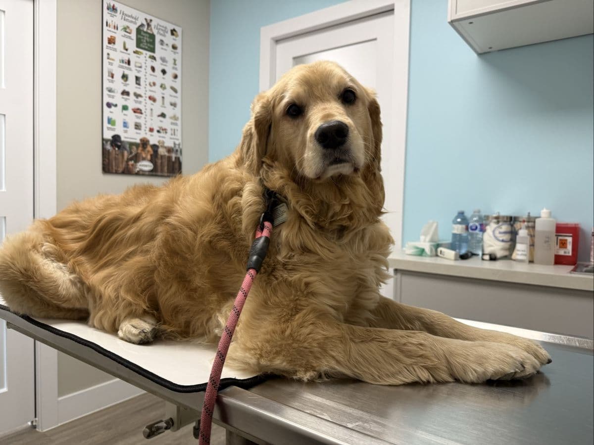 DrPet Animal Hospital