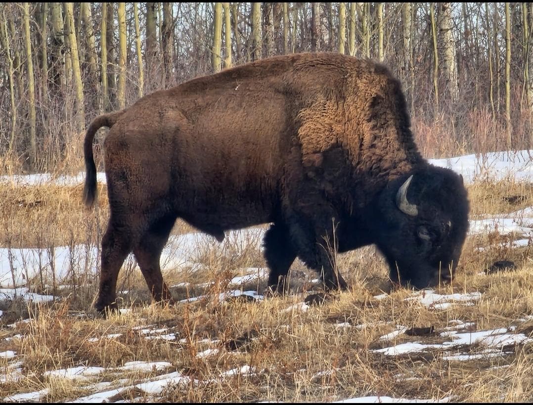 Elk Island National Park main photo