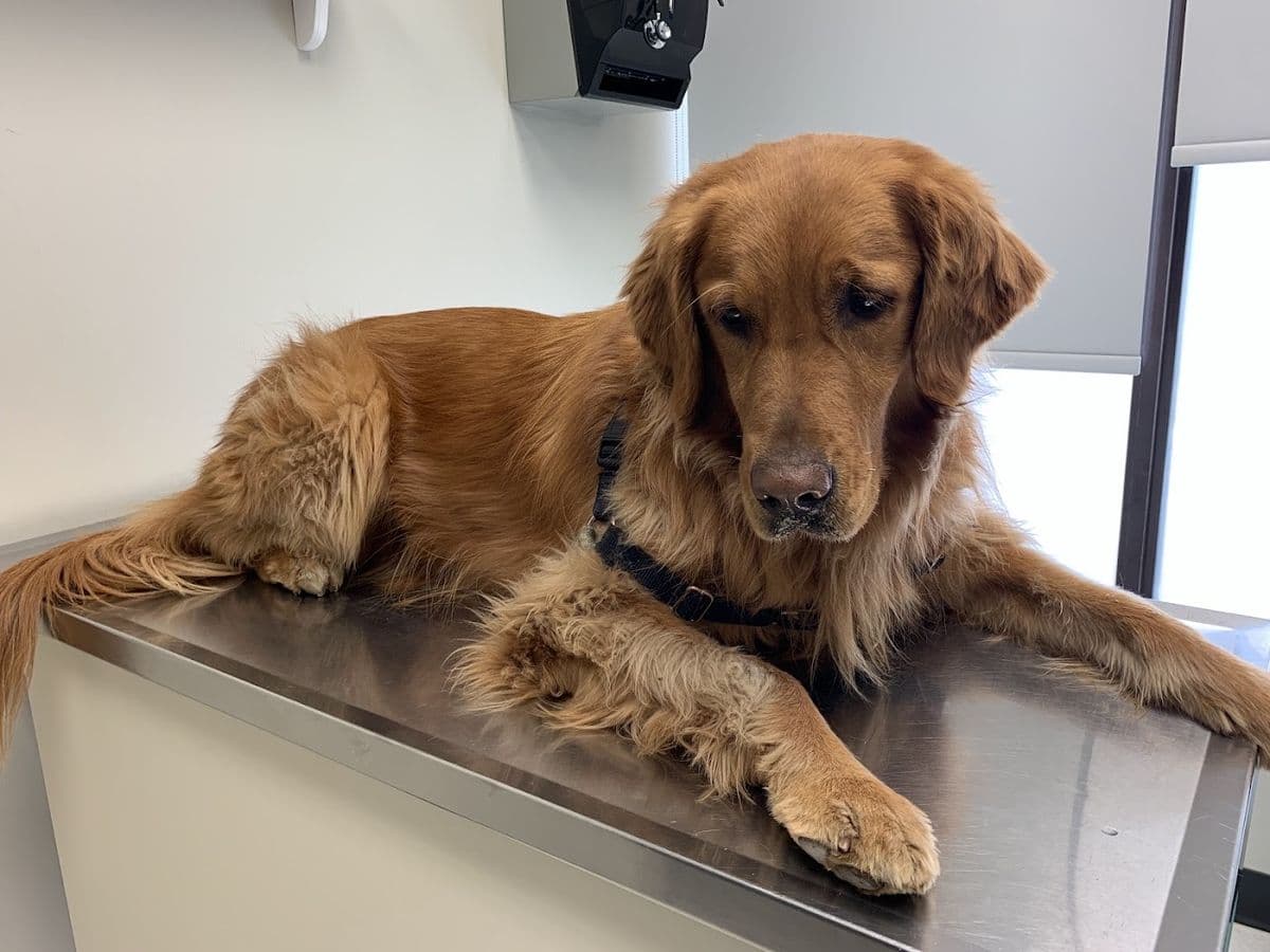 Greenbank Veterinary Services Ltd in Edmonton