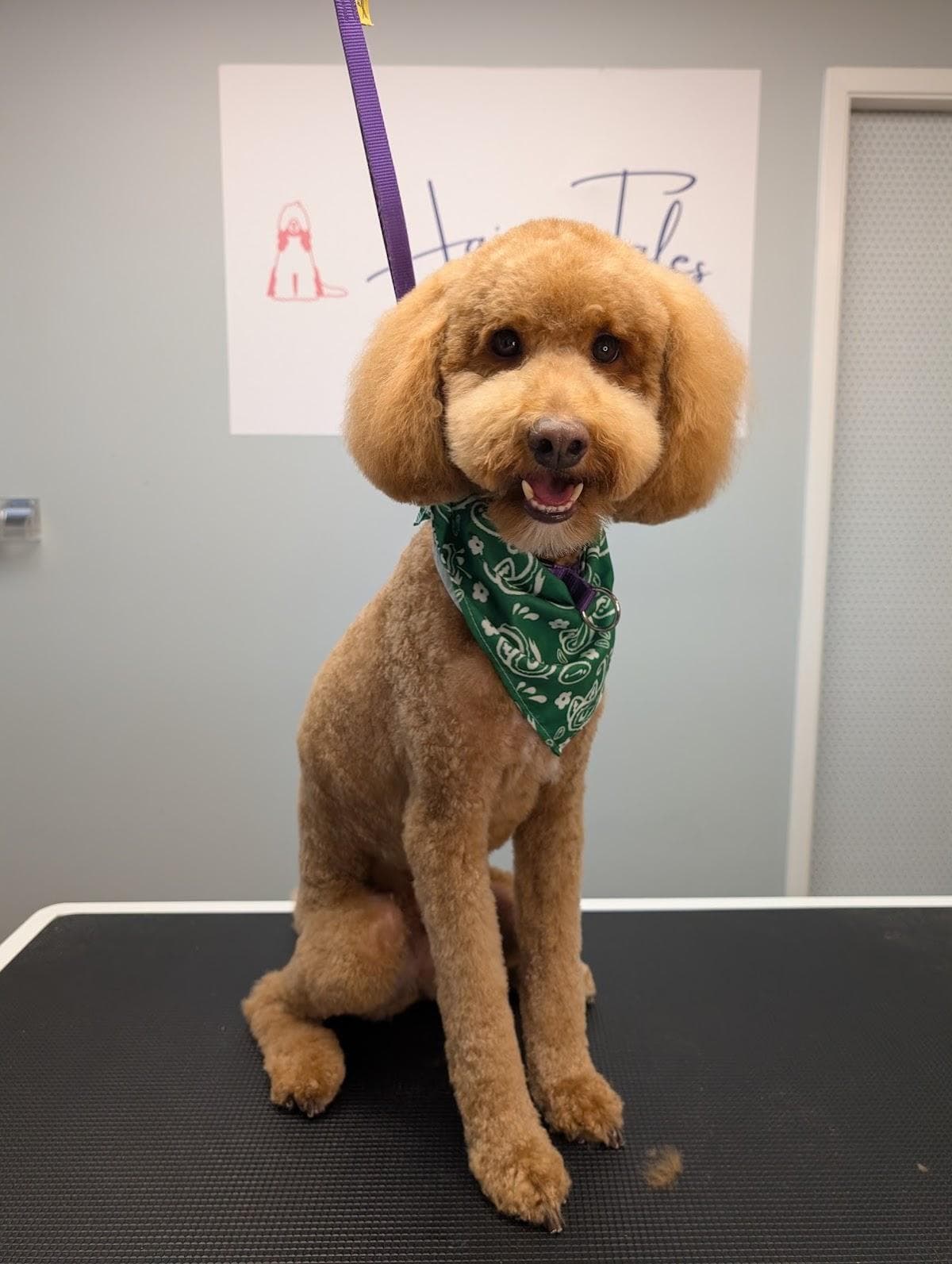 Hairy Tales Pet Grooming