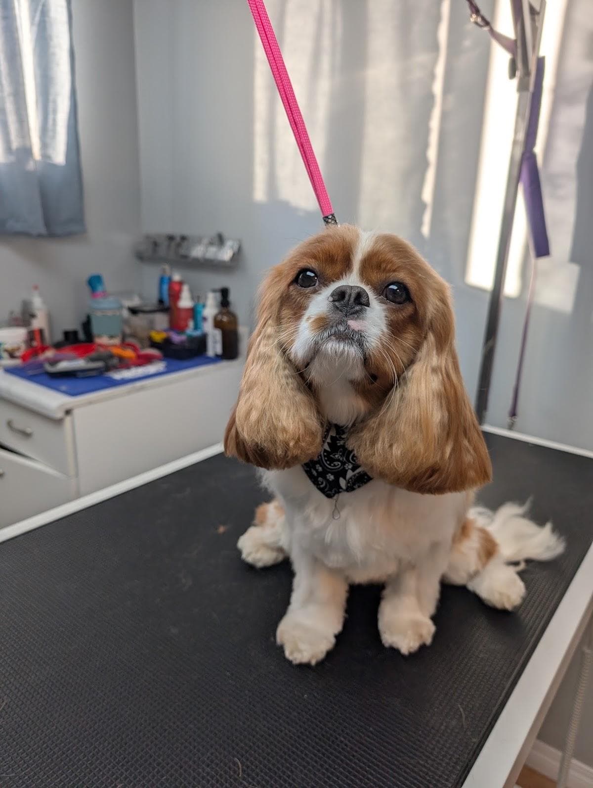 Hairy Tales Pet Grooming
