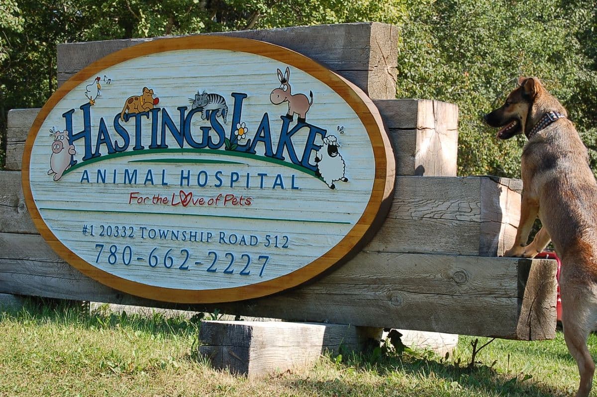 Hastings Lake Animal Hospital in Sherwood Park, AB