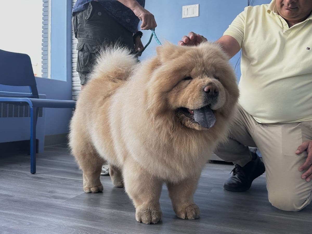 Inglewood Veterinary Clinic Edmonton in Edmonton