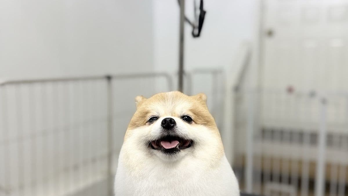 Magic Dog Grooming in South Edmonton