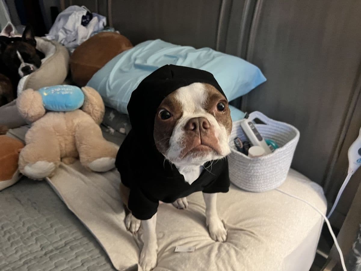 Mercy Animal Hospital main photo
