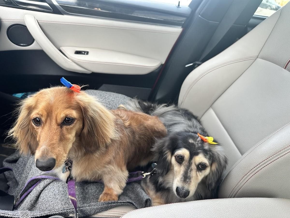 Oh My Dog Spa and Grooming