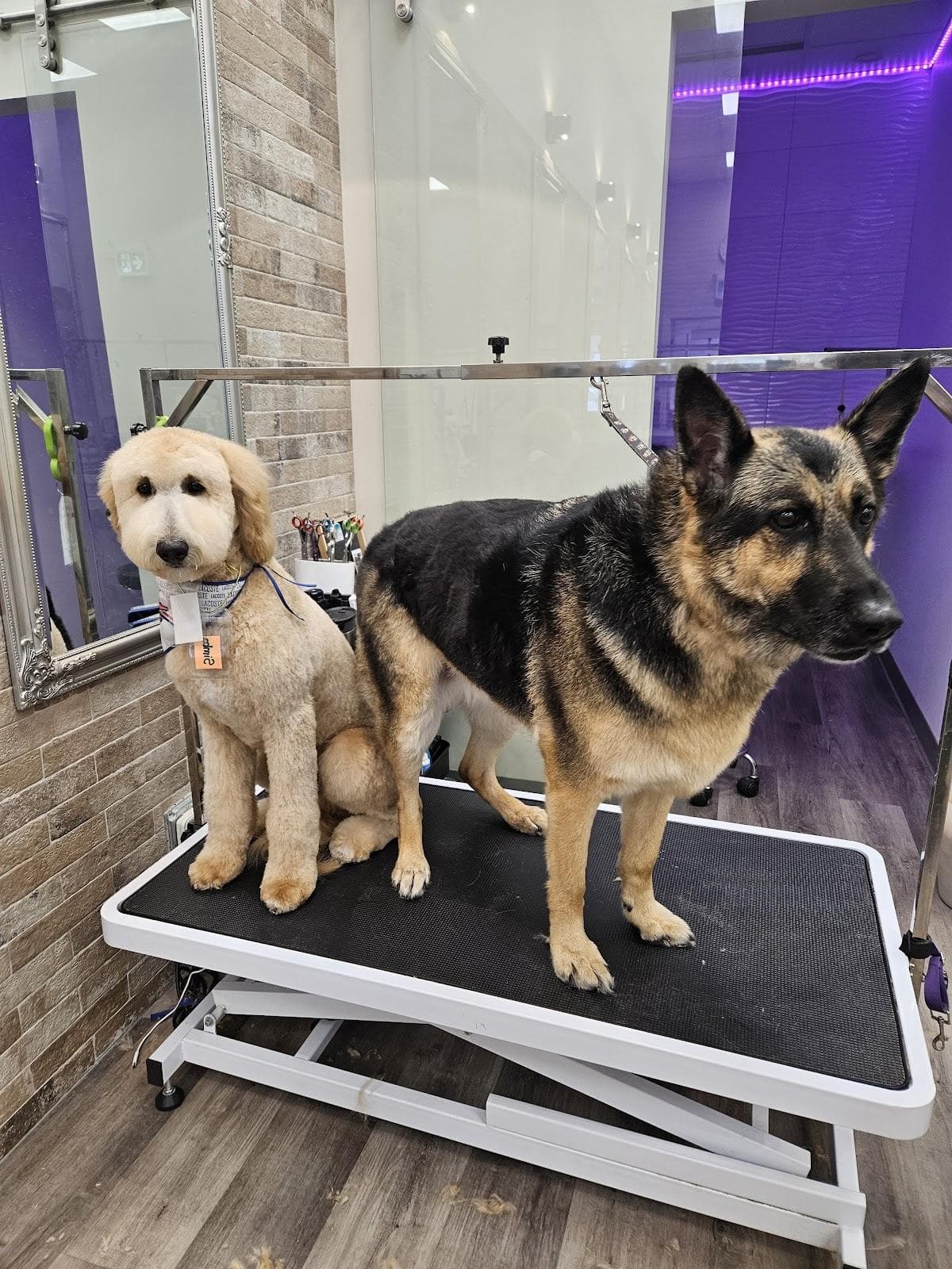 Oh My Dog Spa and Grooming (Mistatim Rd) in Edmonton