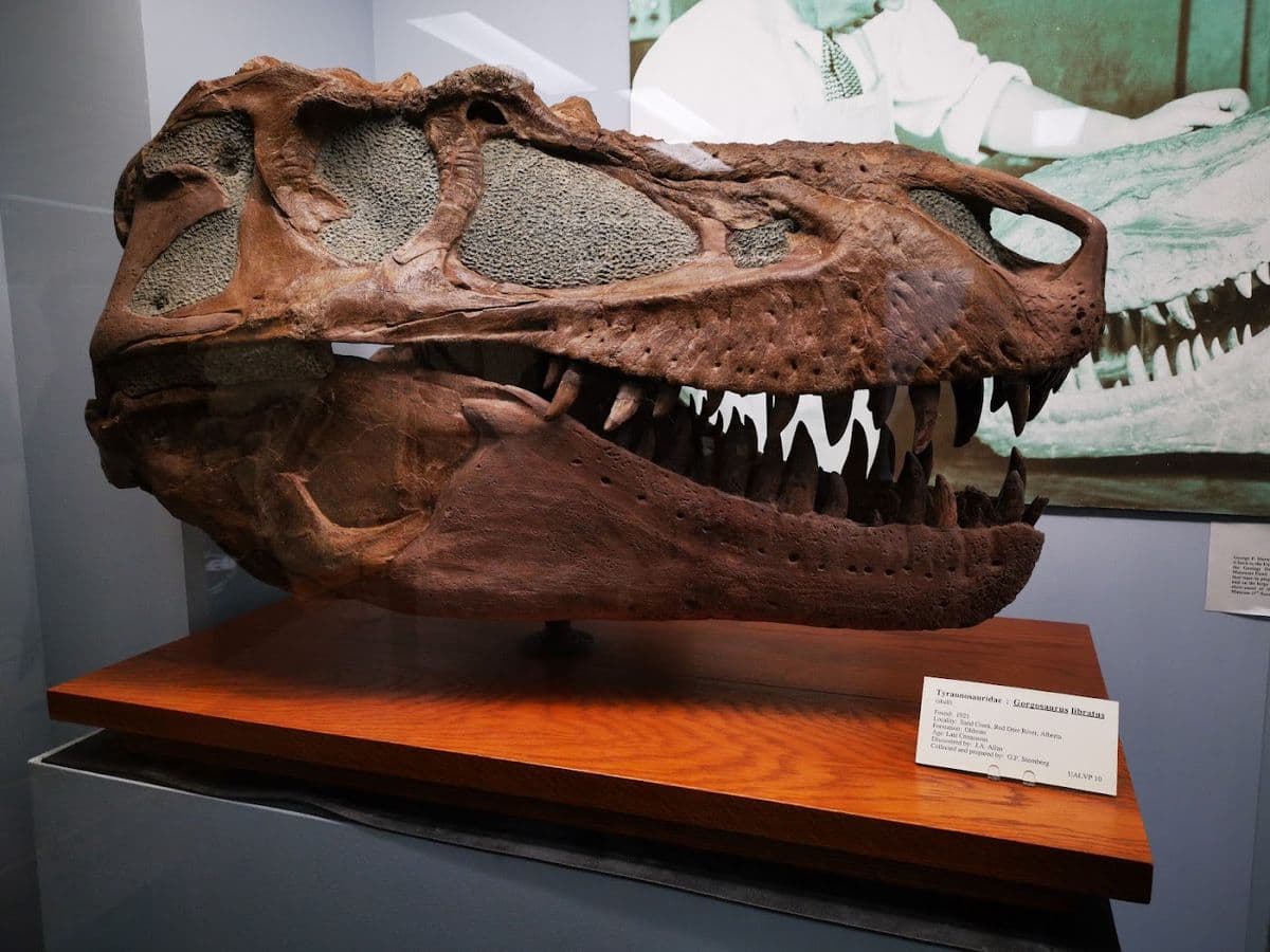 Paleontology Museum in Edmonton