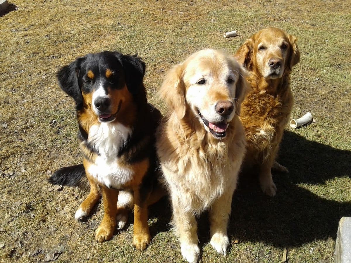 Pet Foods Etc. main photo