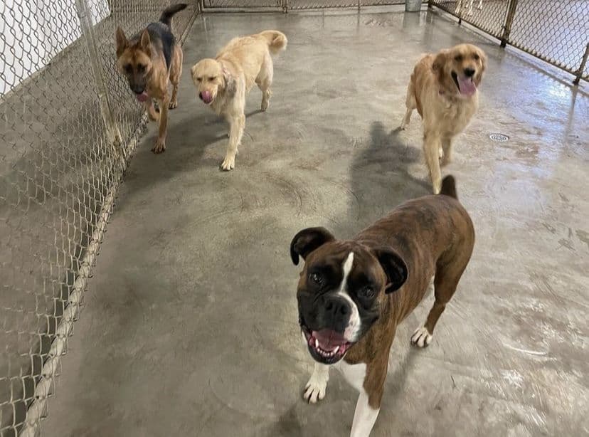 Second Home Pet Resort in Leduc, AB