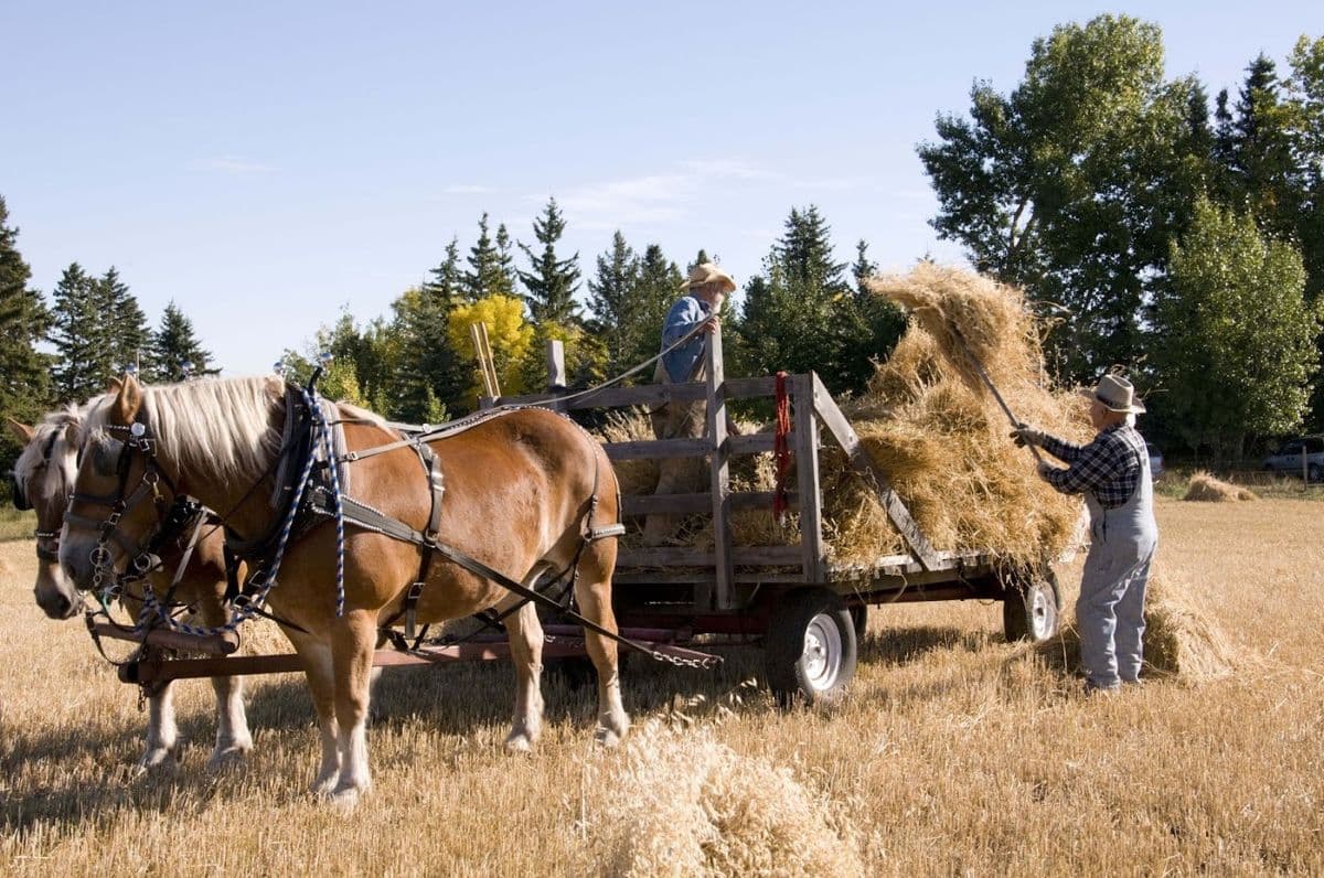 Stony Plain & Parkland Pioneer Museum in Stony Plain, AB