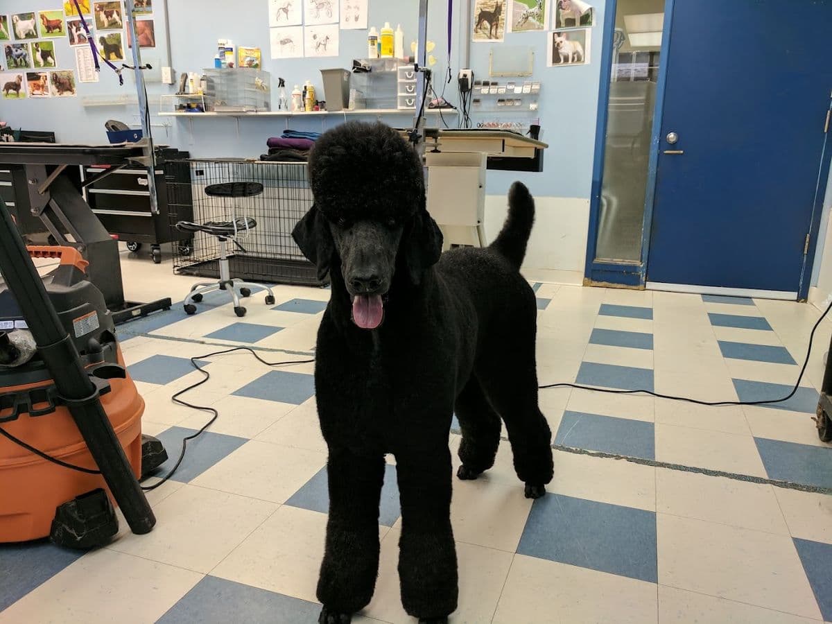 The Pampered Puppy in 124 Street, Edmonton