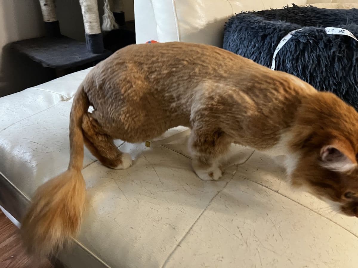 The Pampurred Kitty Grooming Salon in North Edmonton