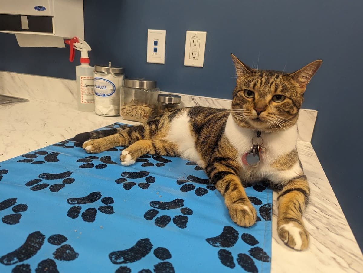 Tri-Municipal Veterinary Clinic in Spruce Grove, AB