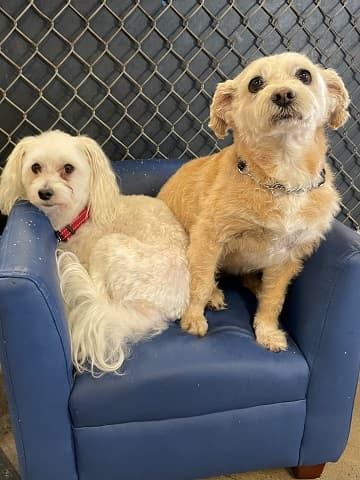 Waggytails in Edmonton