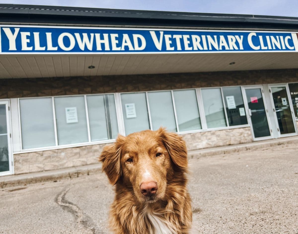 Yellowhead Veterinary Clinic in Stony Plain, AB